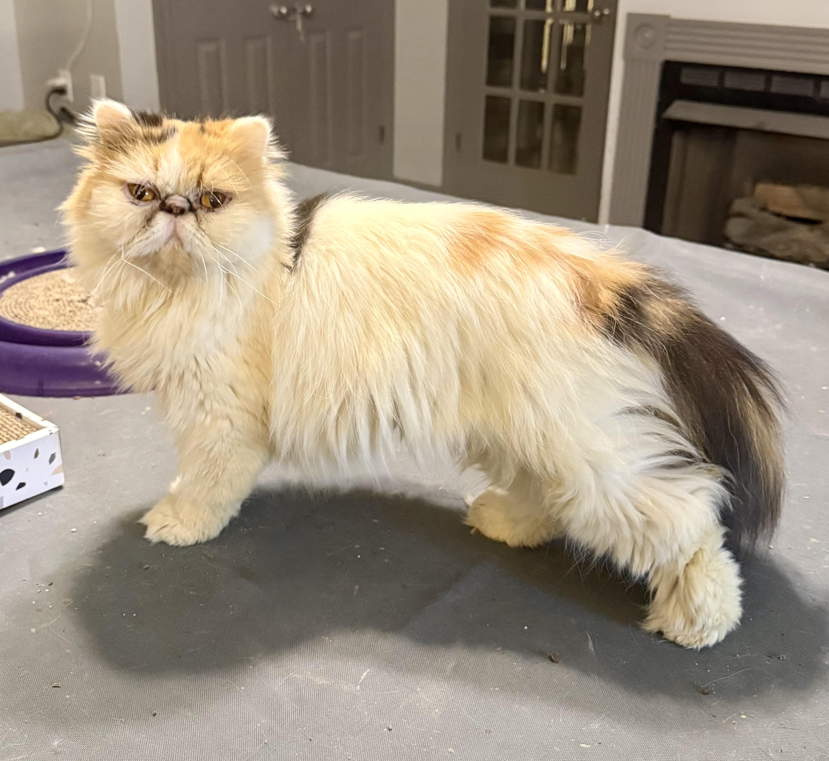 Enlarge Sweet loving Shayla - Persian, a Adoptable mixed breed in Woodbridge, VA image 2/6