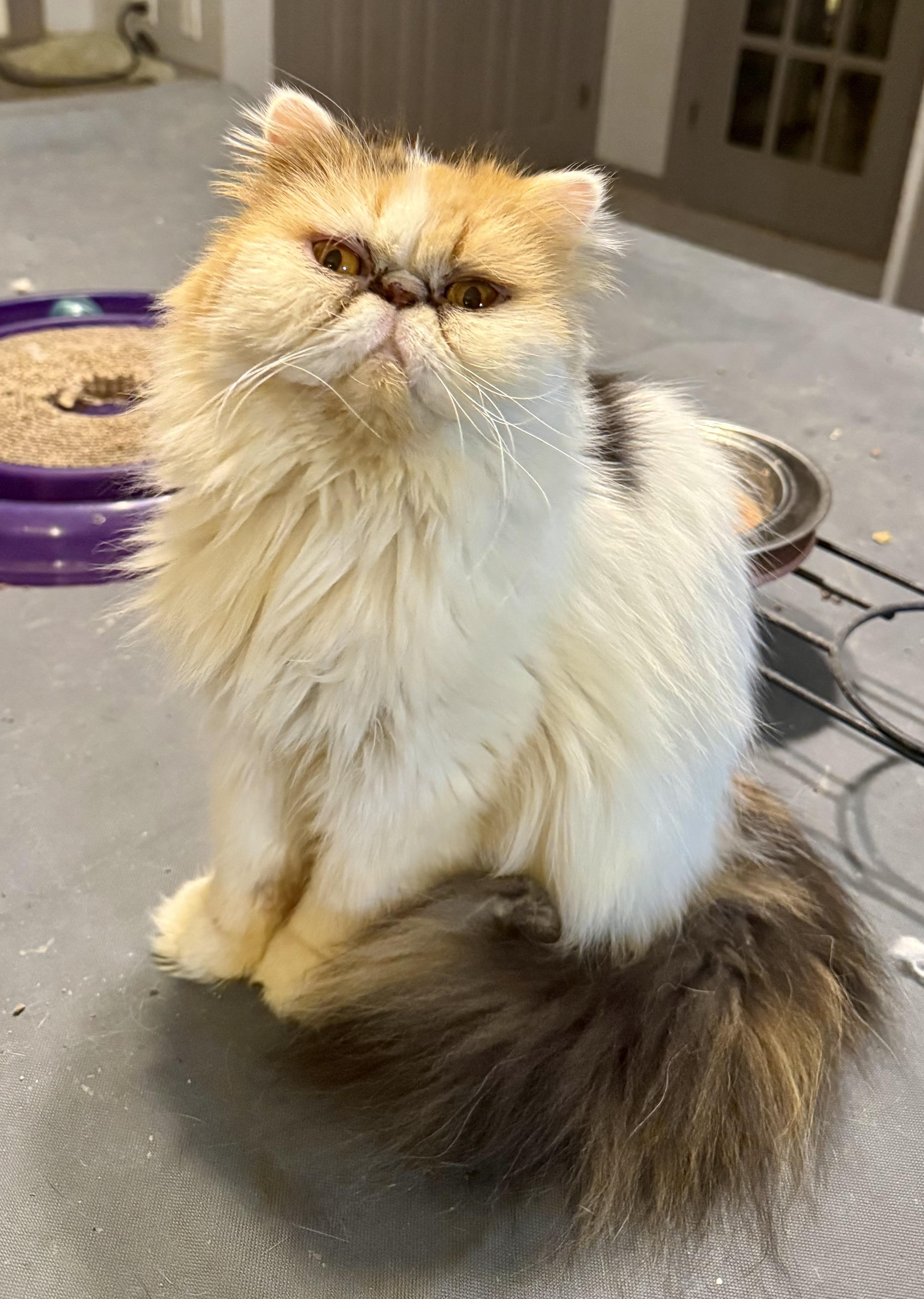 Enlarge Sweet loving Shayla - Persian, a Adoptable mixed breed in Woodbridge, VA image 3/6