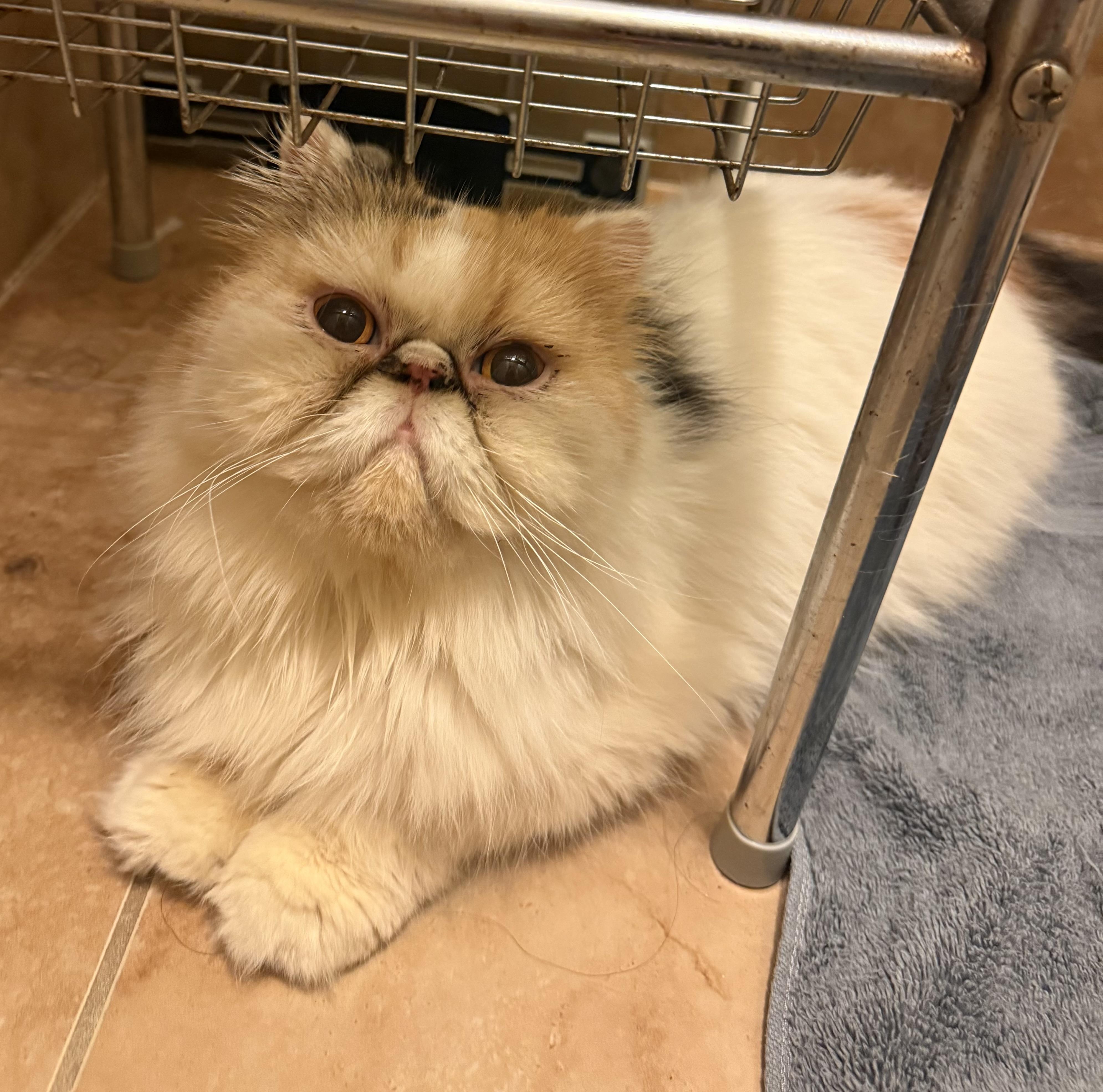 Enlarge Sweet loving Shayla - Persian, a Adoptable mixed breed in Woodbridge, VA image 5/6