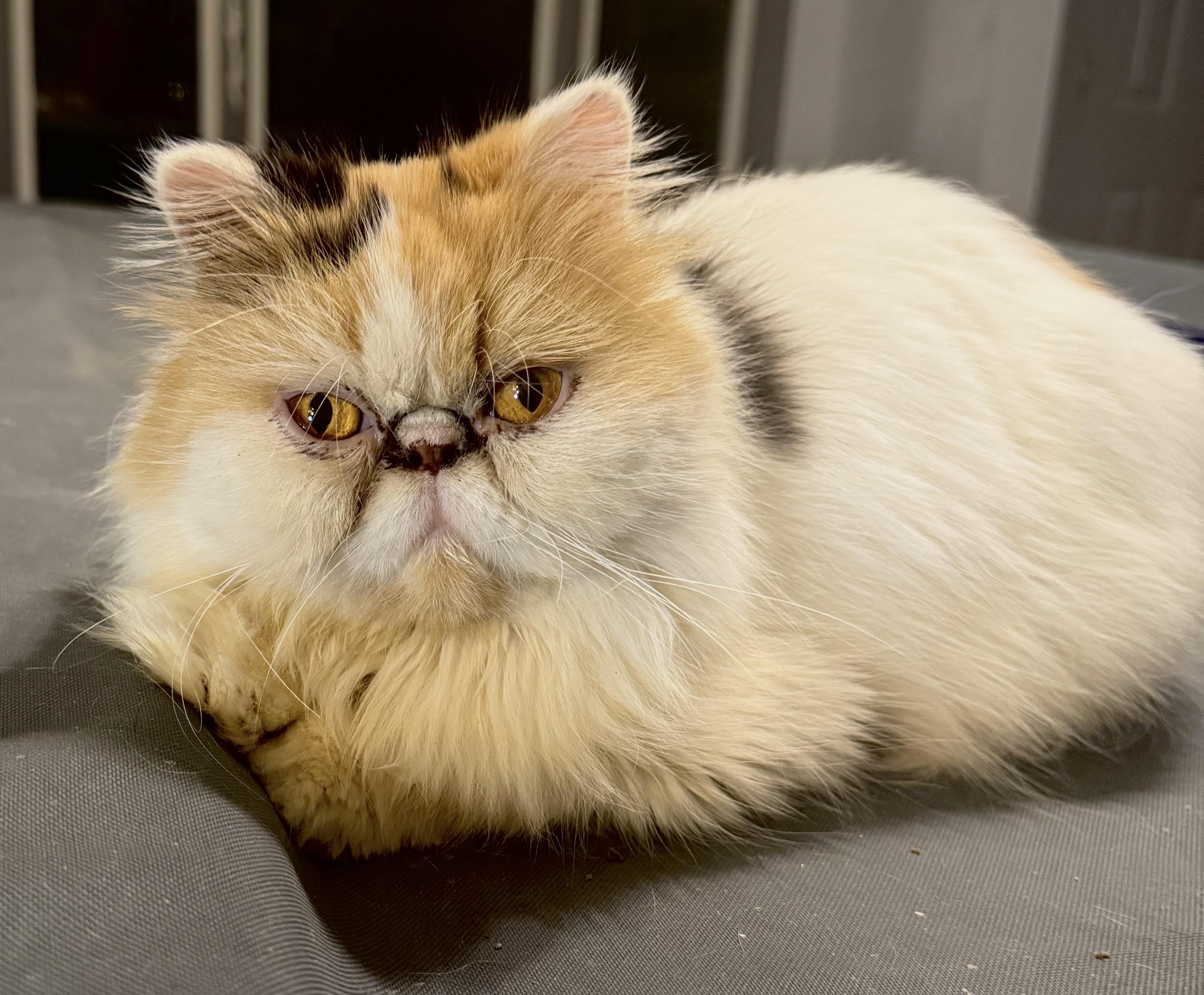 Sweet loving Shayla - Persian, Adoptable, Young Female Persian.