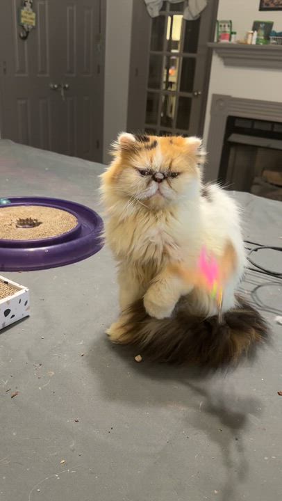 Enlarge Sweet loving Shayla - Persian, a Adoptable mixed breed in Woodbridge, VA video 6/6