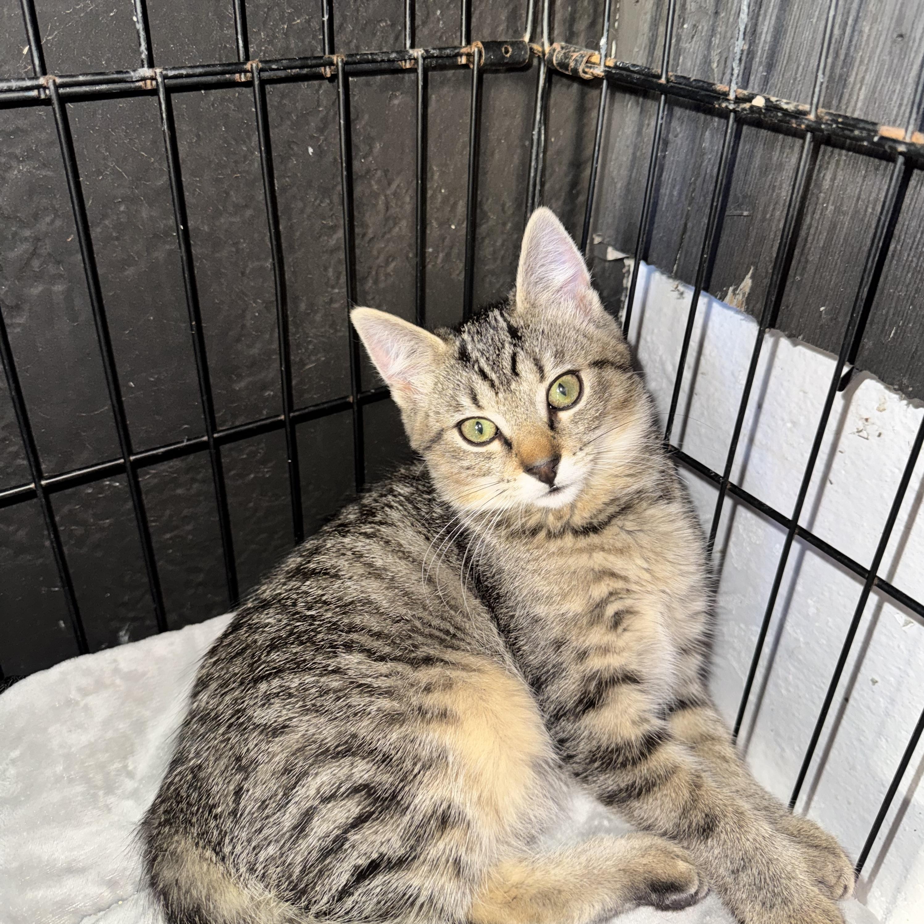 Enlarge Frankie, a Adoptable Extra-Toes Cat / Hemingway Polydactyl in Asbury Park, NJ image 2/2