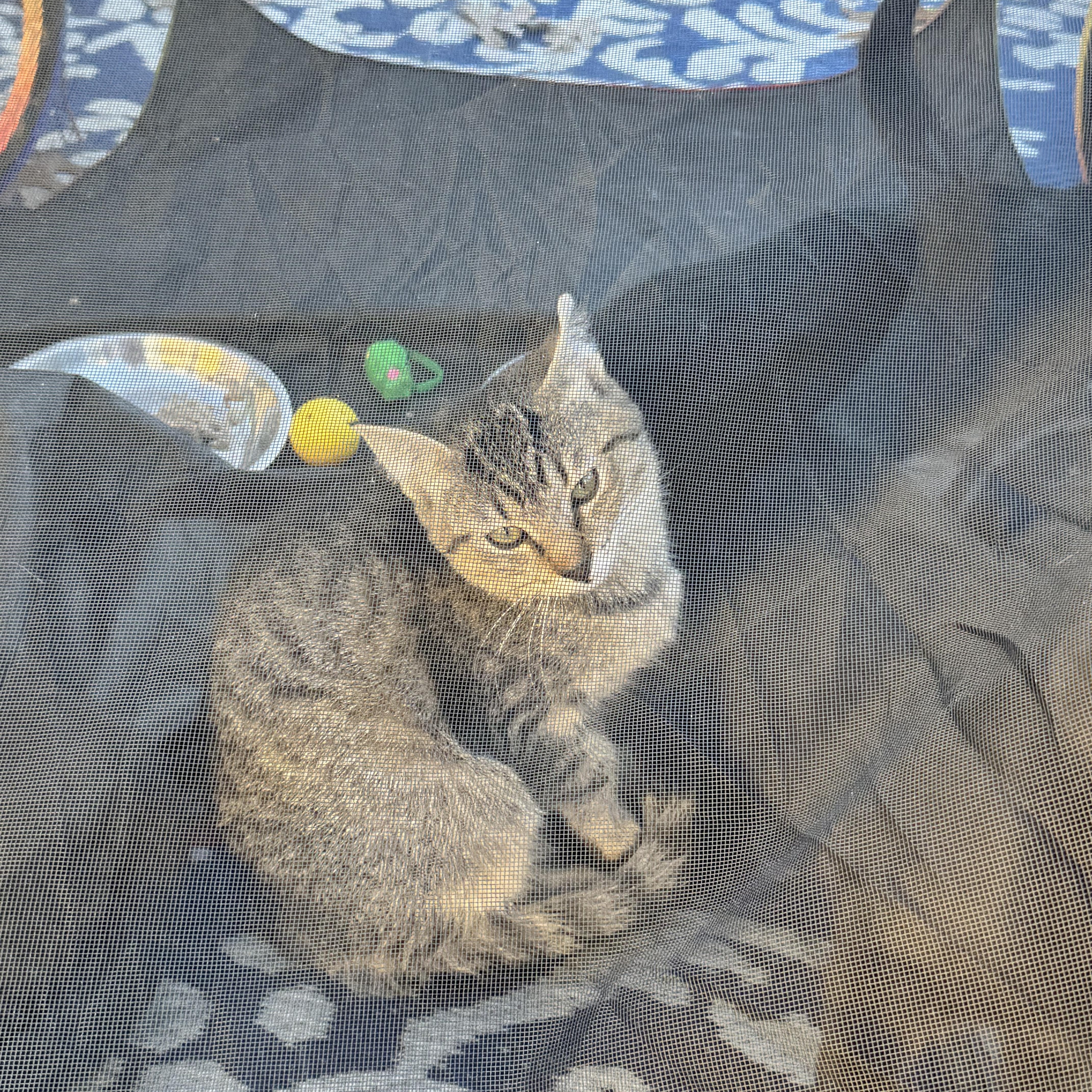 Enlarge Frankie, a Adoptable Extra-Toes Cat / Hemingway Polydactyl in Asbury Park, NJ image 1/2