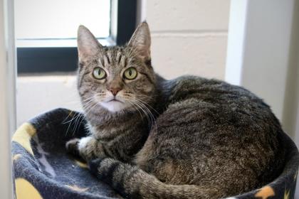 Annie **SPONSORED**, Adoptable, Senior Female Domestic Short Hair & Domestic Short Hair.
