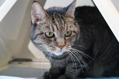 Enlarge Annie *SPONSORED*, a Adoptable mixed breed in Scottsdale, AZ image 3/5