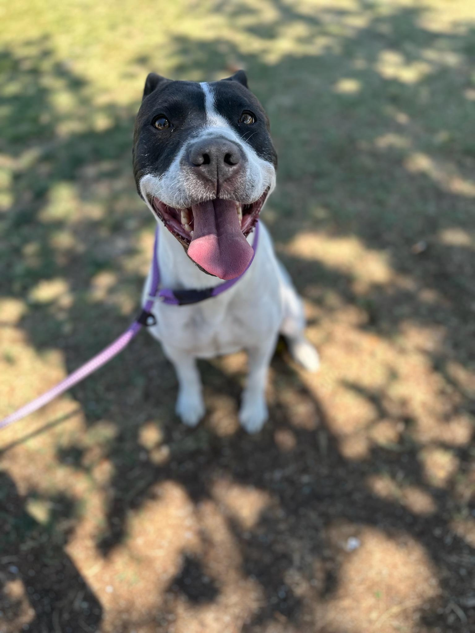 Enlarge Blossom, a Adoptable Staffordshire Bull Terrier in Seattle , WA image 4/6