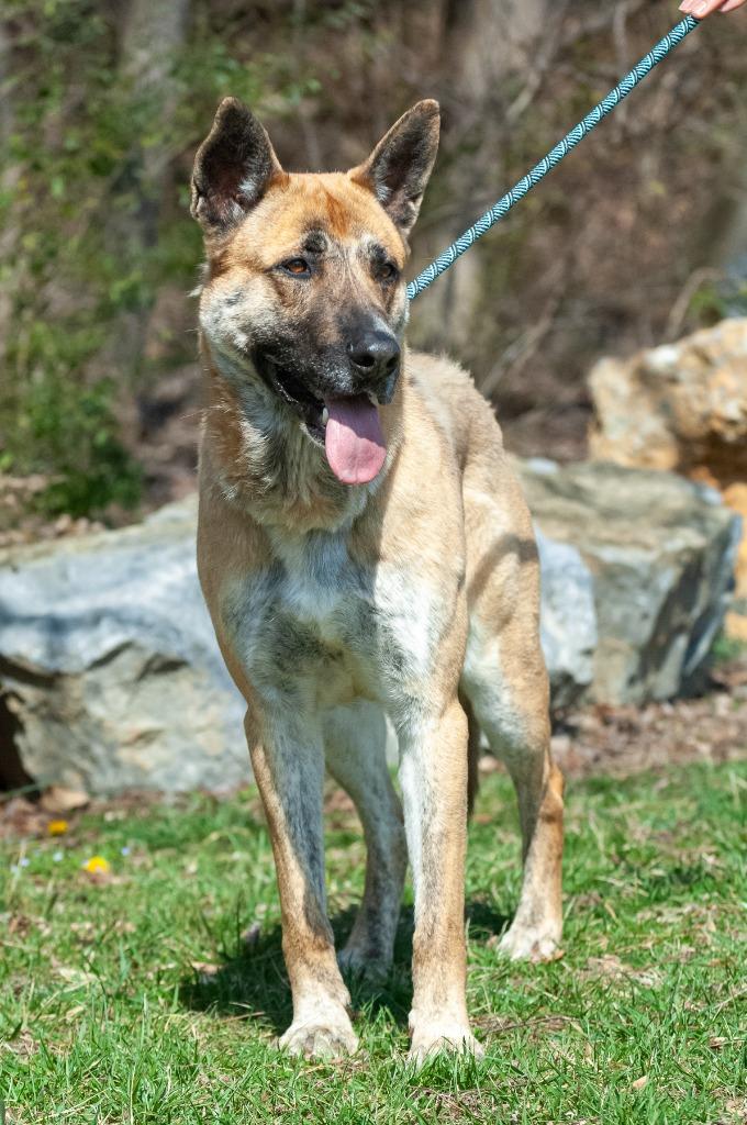 Achilles, Adoptable, Adult Male German Shepherd Dog.