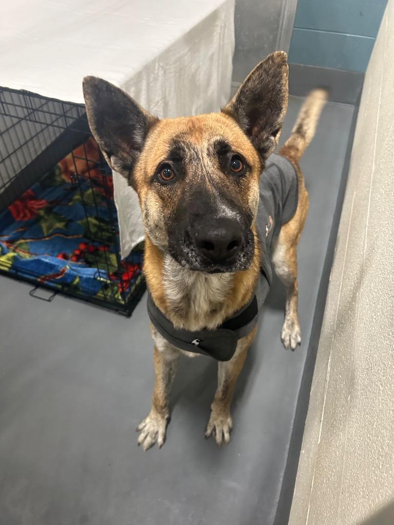 Achilles, Adoptable, Adult Male German Shepherd Dog.