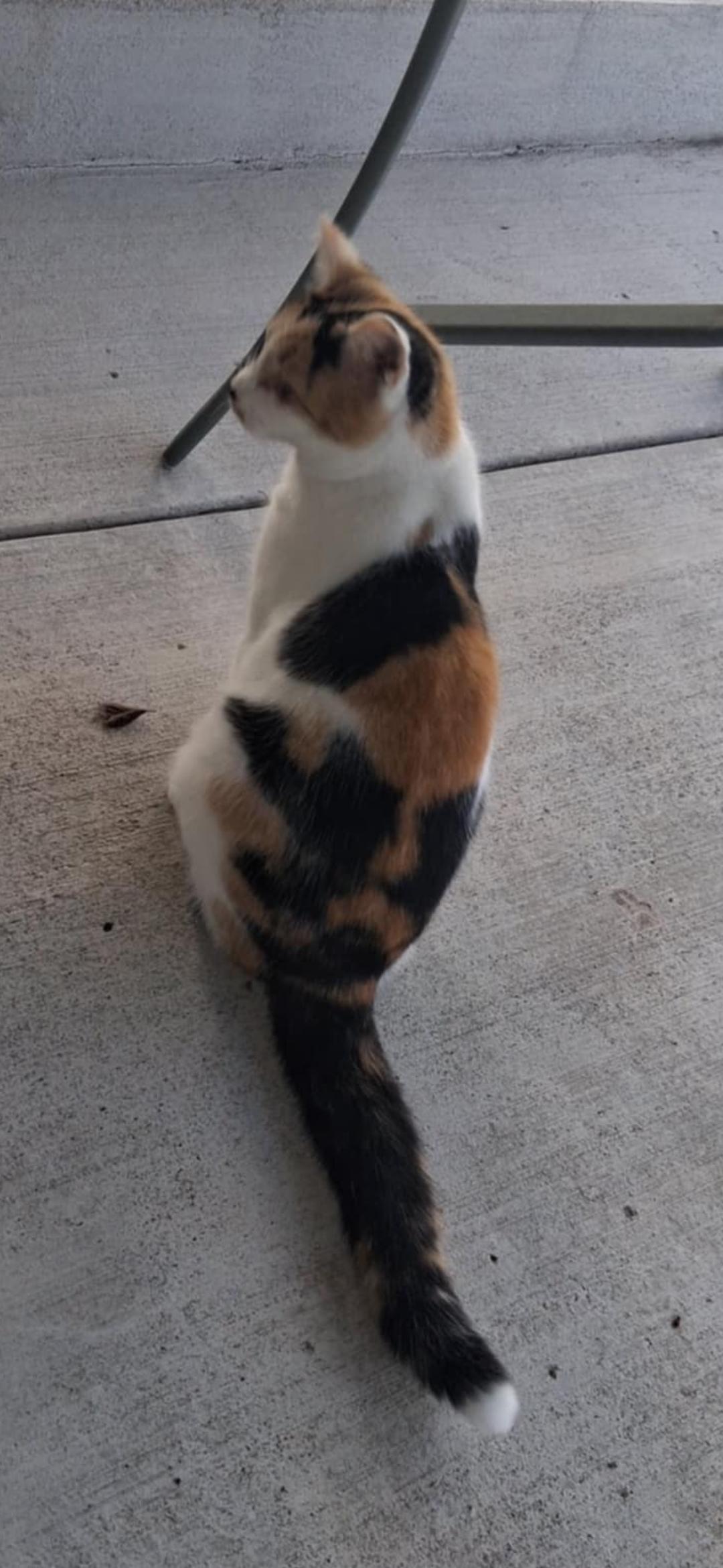 Little Miss Tippy Tail, adopted, Young Female Domestic Short Hair.