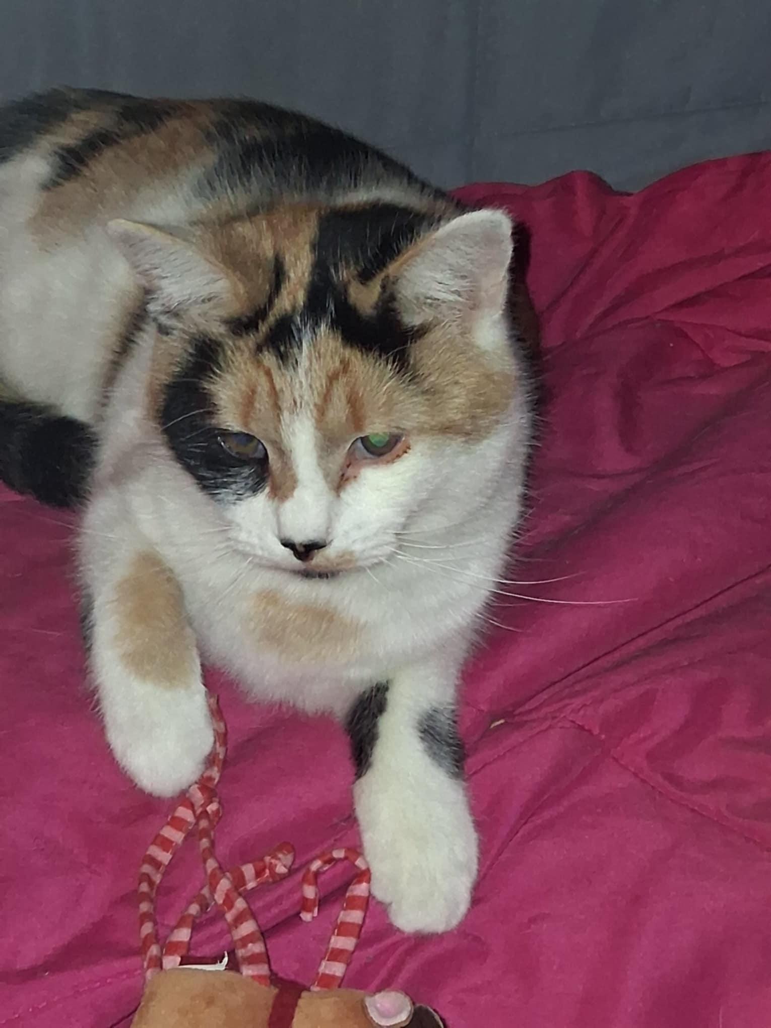 Enlarge Little Miss Tippy Tail, an adopted Domestic Short Hair in Delmont, PA image 2/3