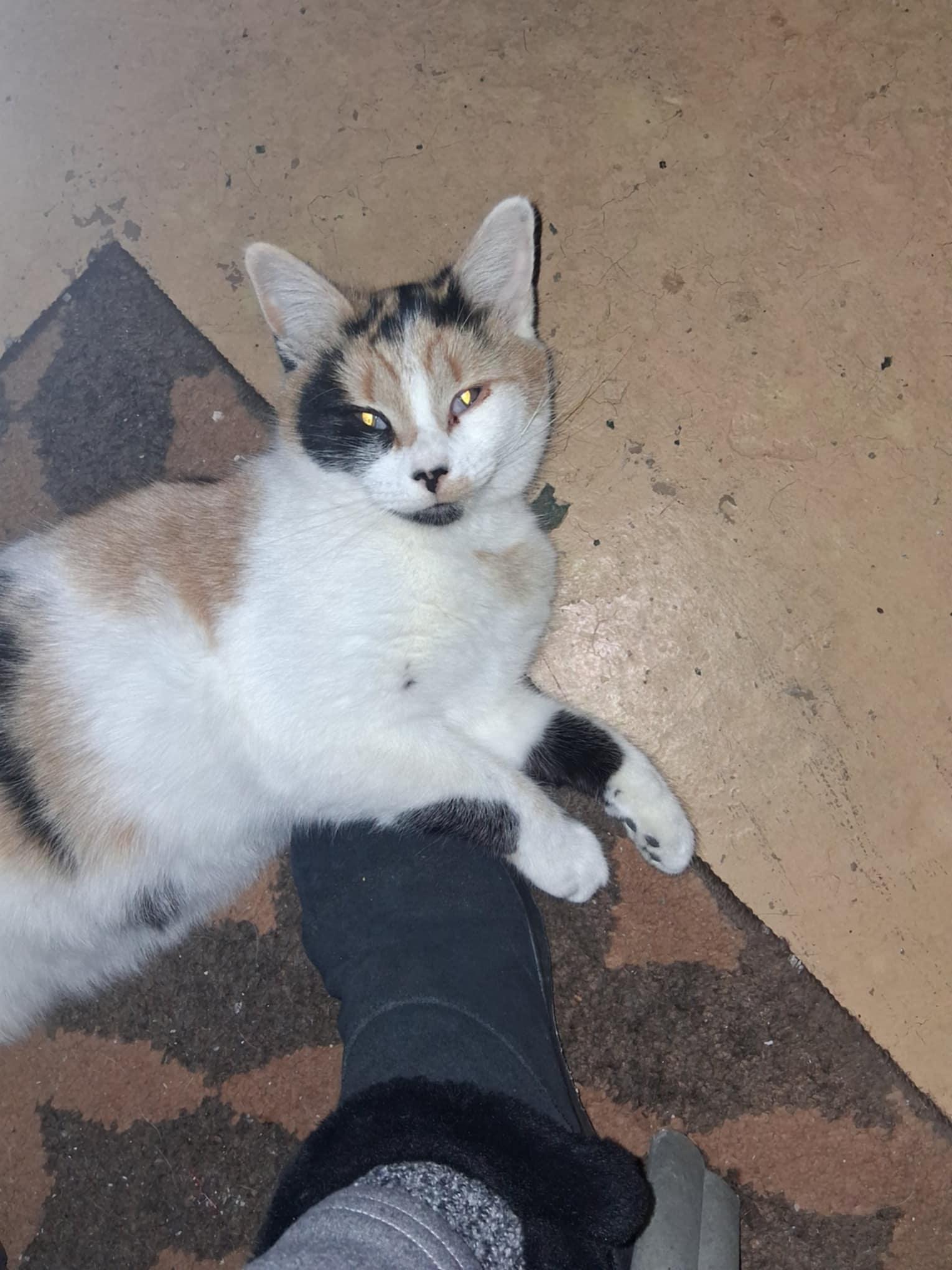 Enlarge Little Miss Tippy Tail, an adopted Domestic Short Hair in Delmont, PA image 3/3