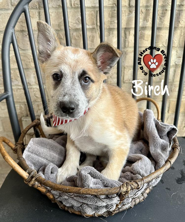 Enlarge Birch, a ADOPTABLE Cattle Dog in Joliet, IL image 2/2