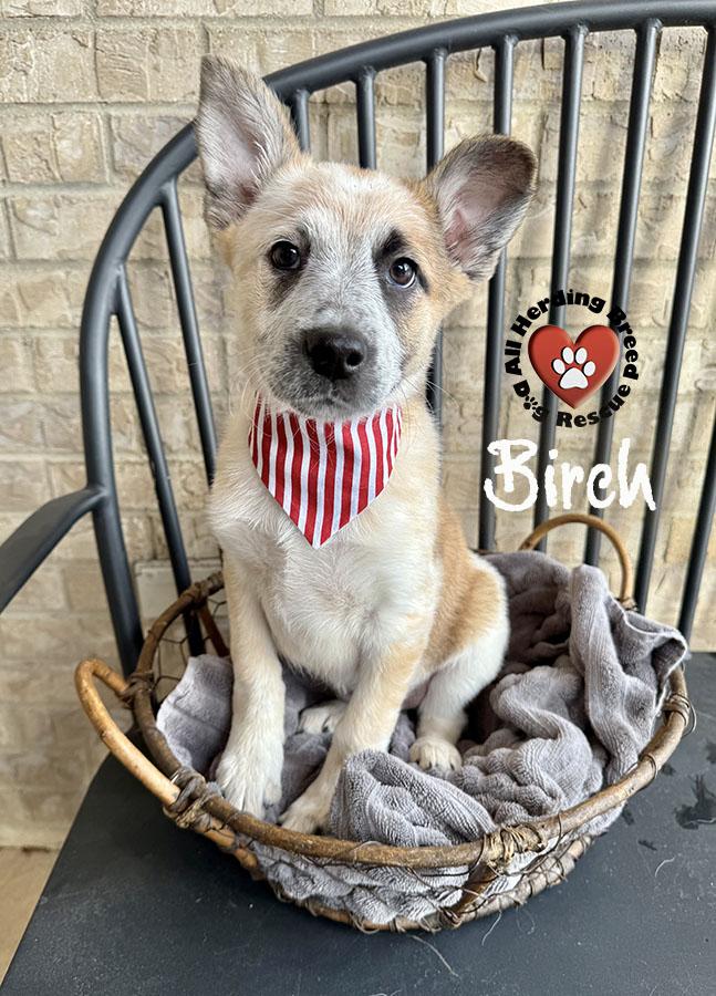 Enlarge Birch, a ADOPTABLE Cattle Dog in Joliet, IL image 1/2