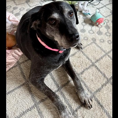 Philly, a Adoptable mixed breed in Denver, CO image 1/4