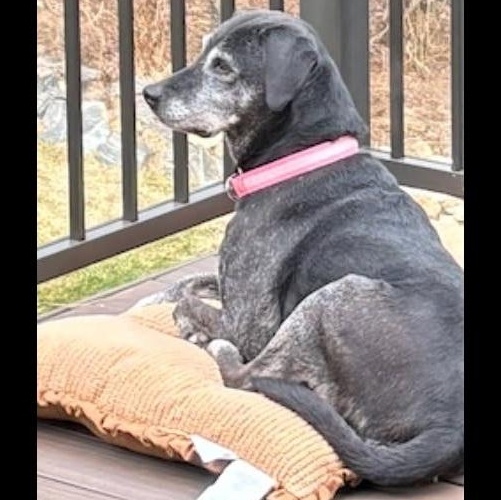 Philly, a Adoptable mixed breed in Denver, CO image 2/4