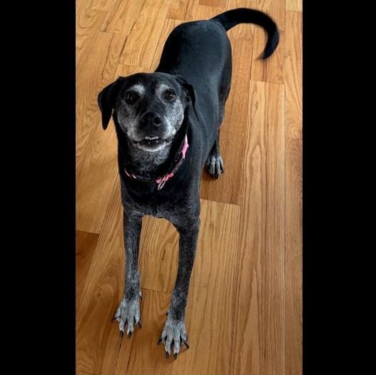 Philly, a Adoptable mixed breed in Denver, CO image 3/4