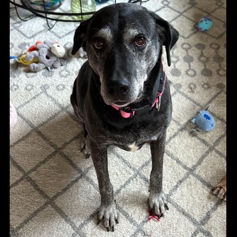 Philly, a Adoptable mixed breed in Denver, CO image 4/4