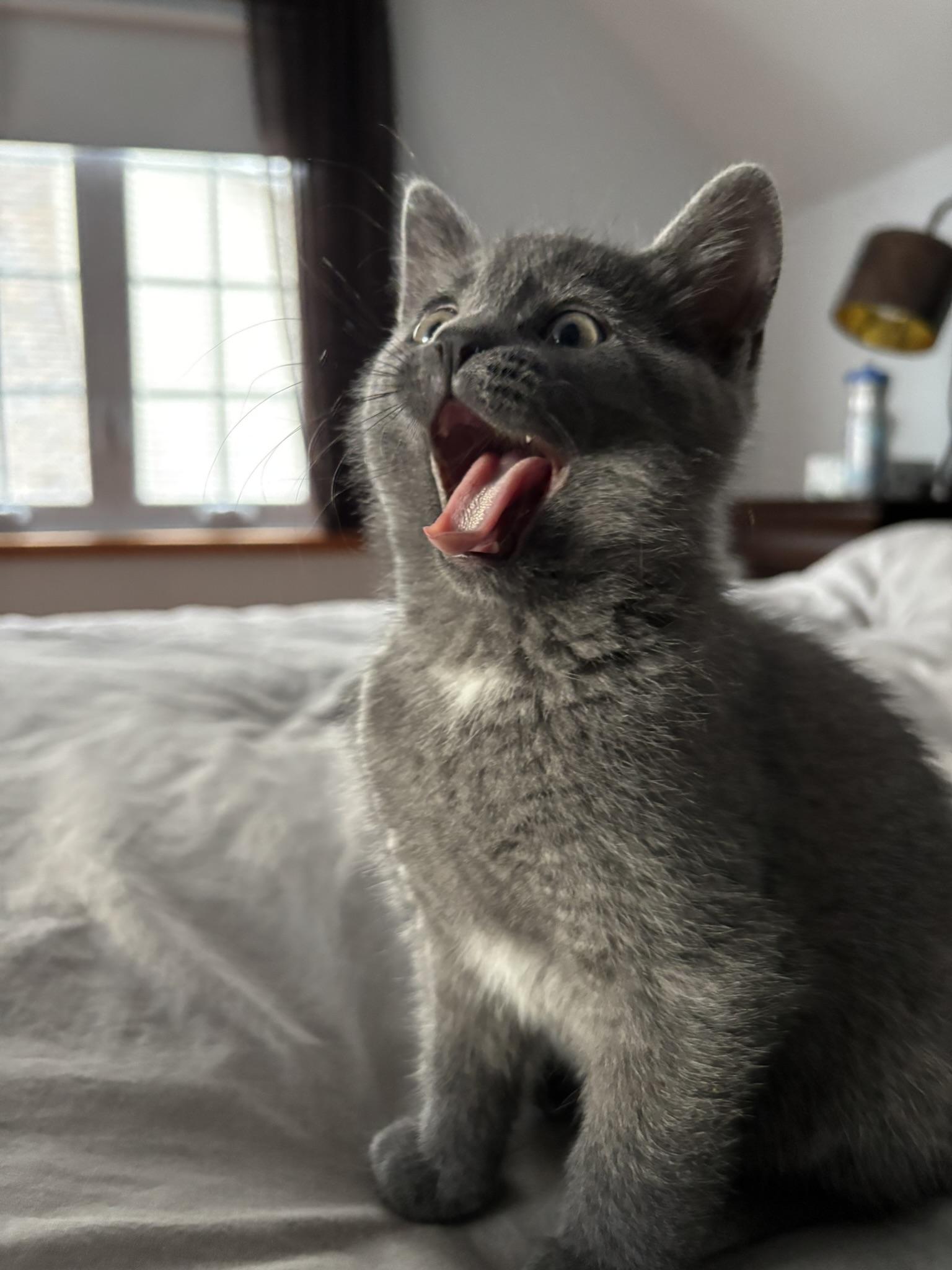 Soprano FA/FF ID 10550