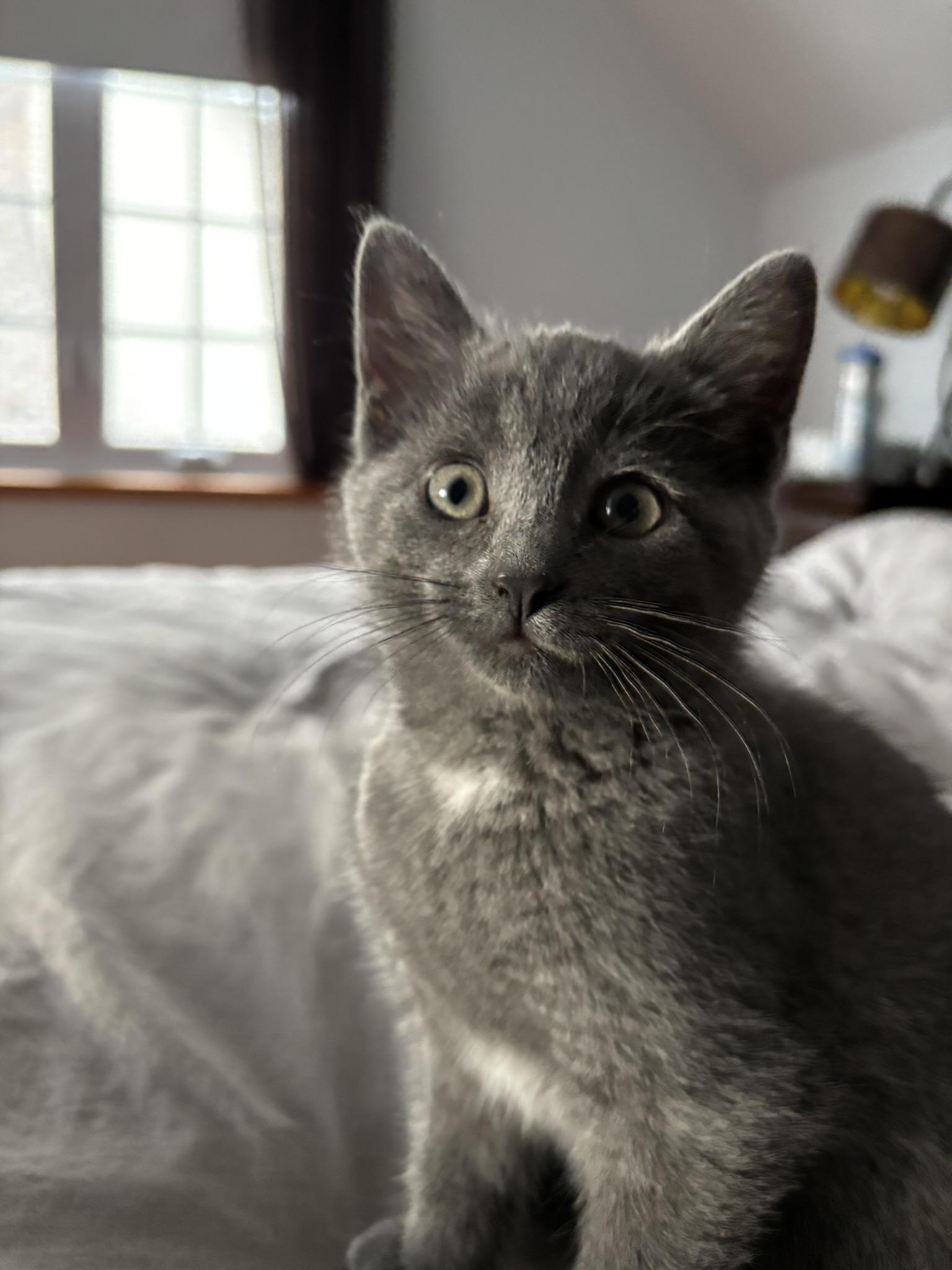 Soprano FA/FF ID 10550