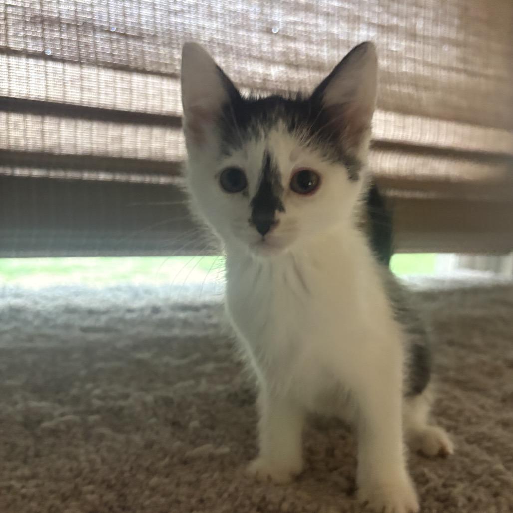 Leia, adopted, Kitten Female Domestic Short Hair.