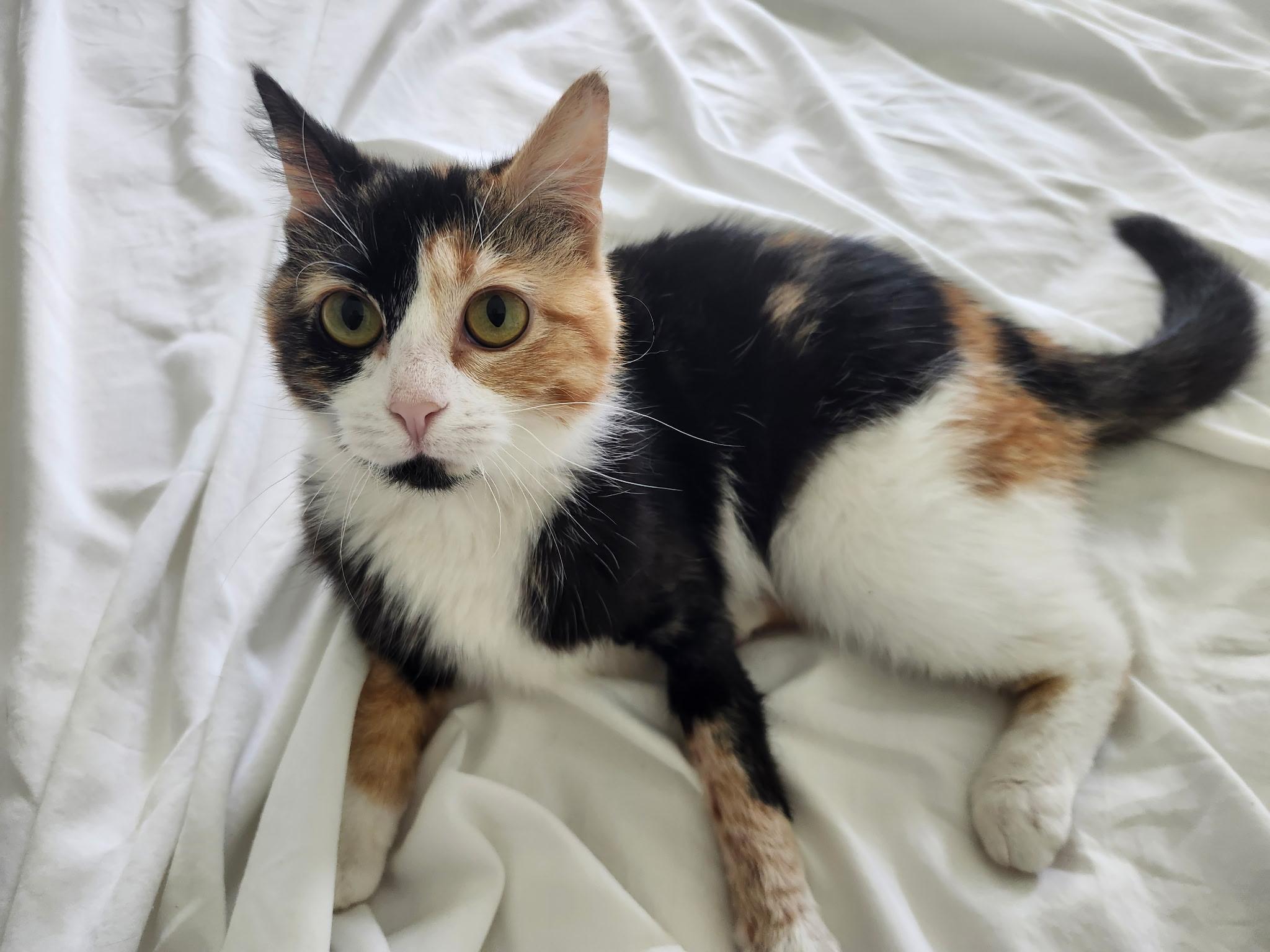 Enlarge Bug, an adopted Domestic Short Hair in Mount Pleasant, TX image 4/4