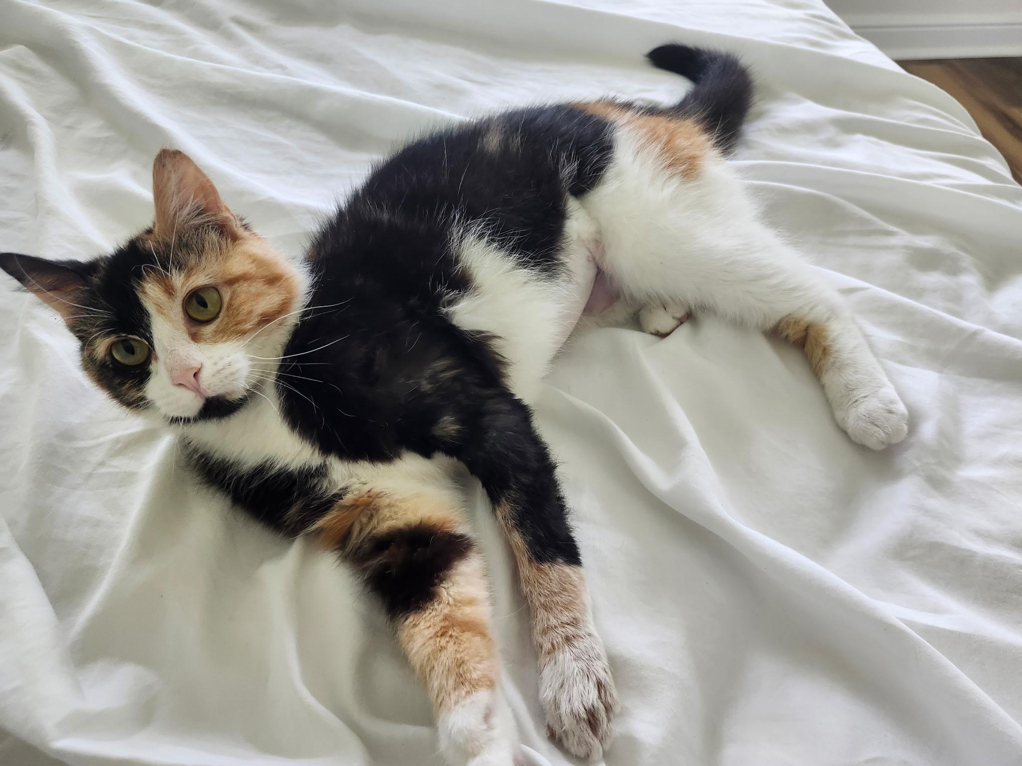 Enlarge Bug, an adopted Domestic Short Hair in Mount Pleasant, TX image 2/4