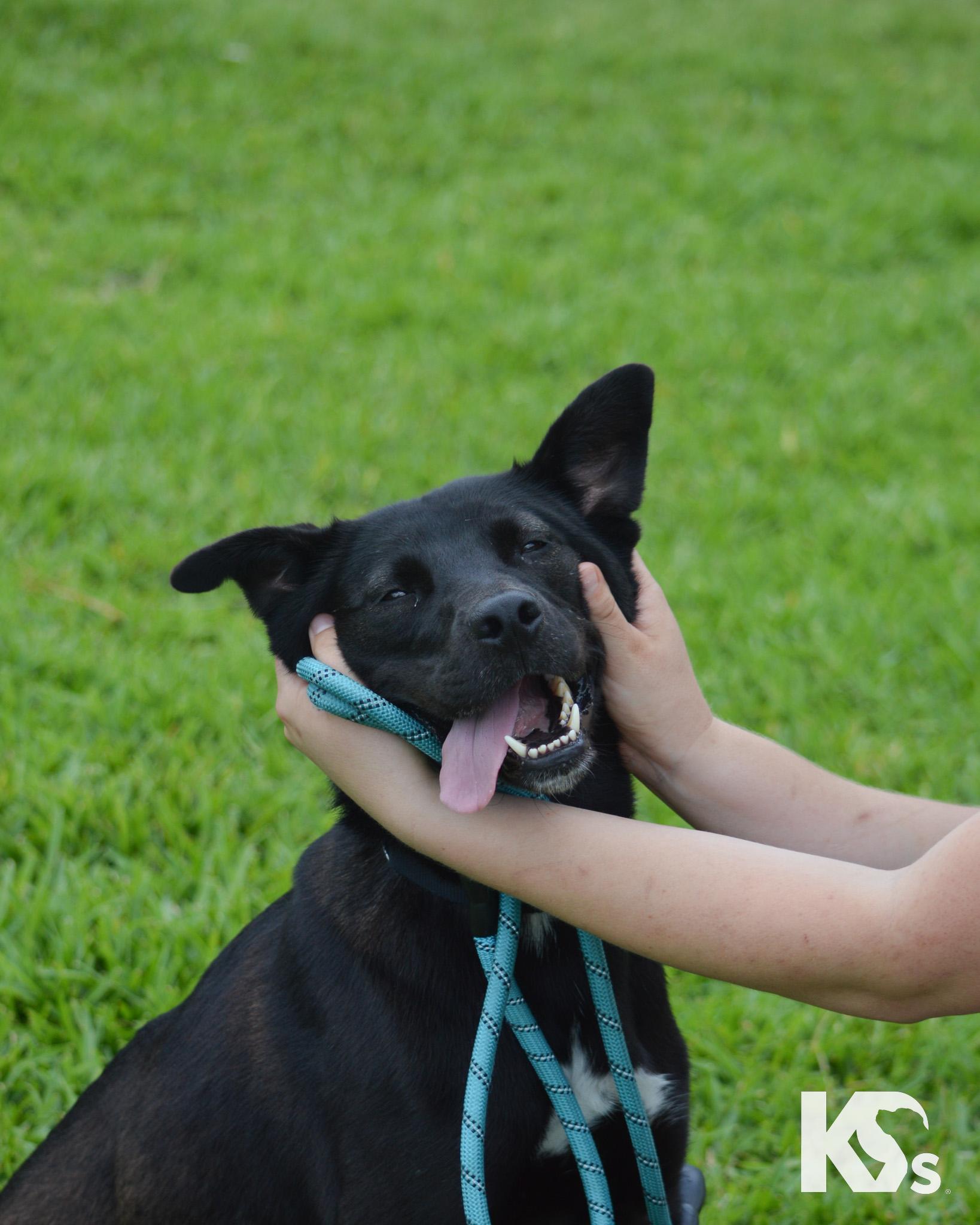 Jewl, a ADOPTABLE mixed breed in Ponte Vedra, FL image 3/4