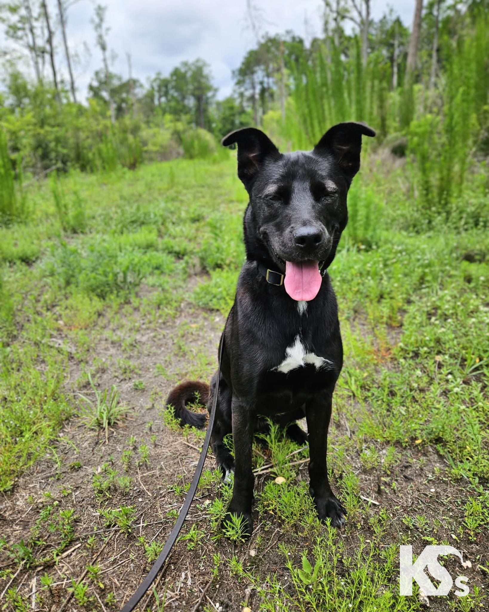 Jewl, a ADOPTABLE mixed breed in Ponte Vedra, FL image 4/4