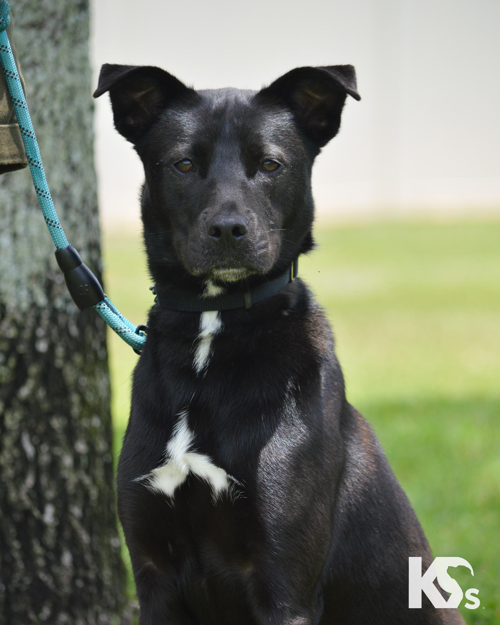 Jewl, a ADOPTABLE mixed breed in Ponte Vedra, FL image 1/4