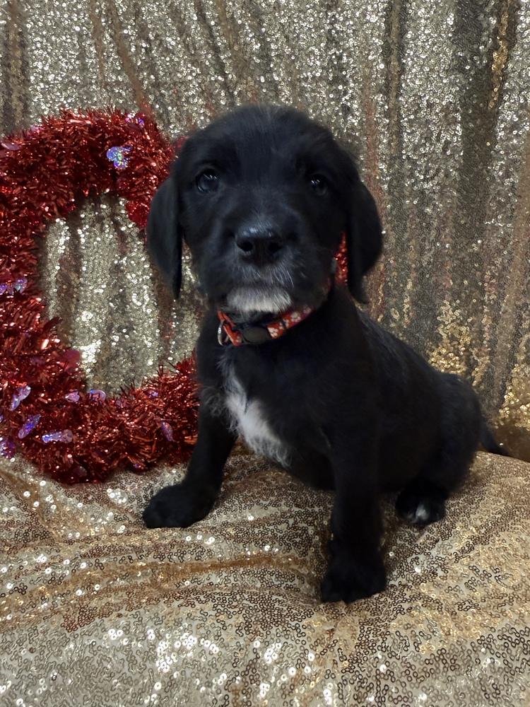 Mark ( Pit-Kaboodles 2026), Adoptable, Puppy Male Pit Bull Terrier & Goldendoodle.
