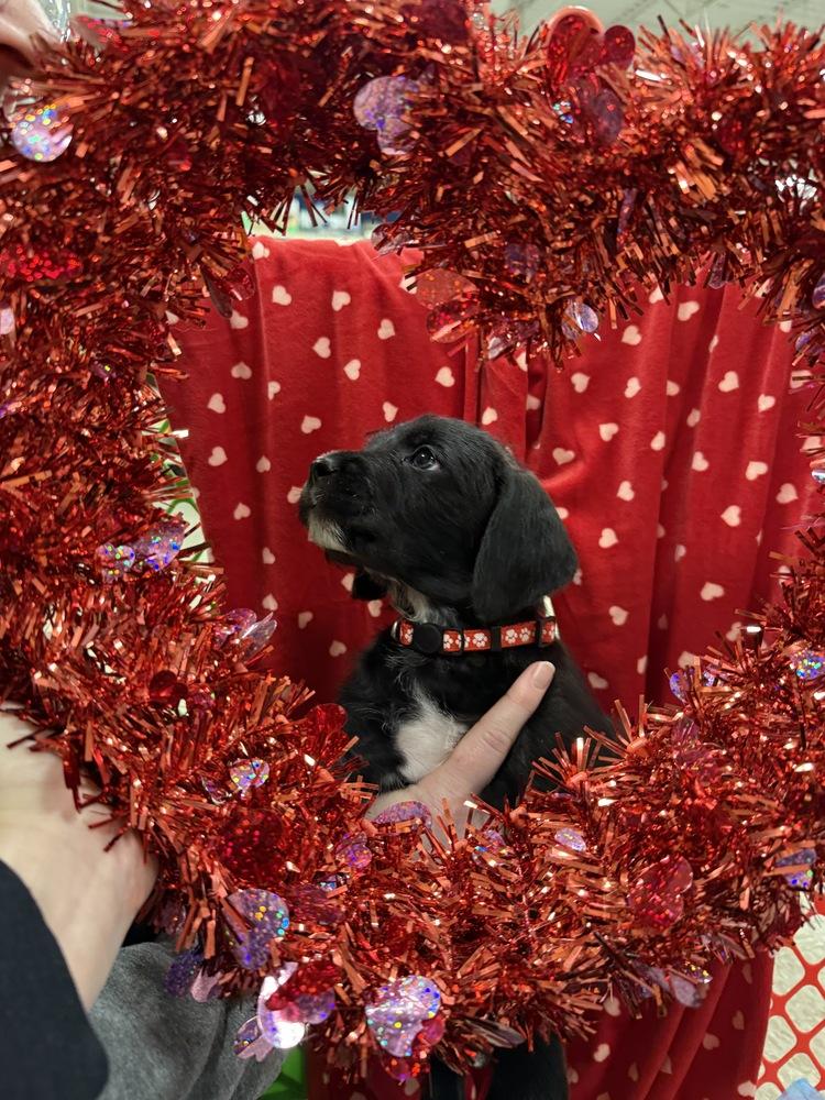 Enlarge Mark ( Pit-Kaboodles 2026), a Adoptable mixed breed in Wenonah, NJ image 3/6