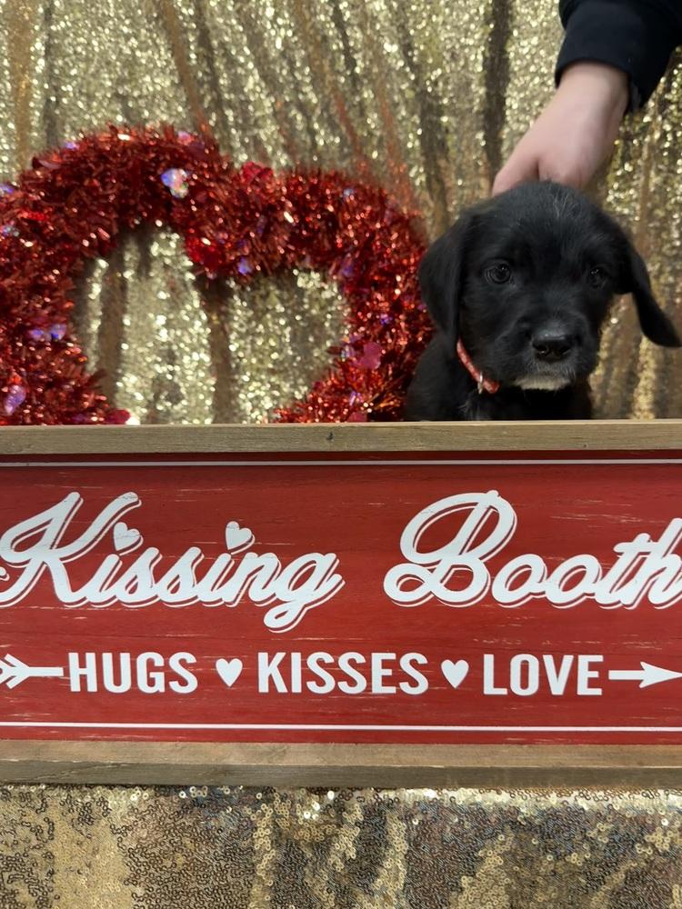 Enlarge Mark ( Pit-Kaboodles 2026), a Adoptable mixed breed in Wenonah, NJ image 4/6