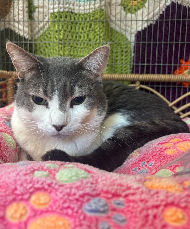 Christopher, a Adoptable Domestic Short Hair in Kalamazoo, MI image 1/3