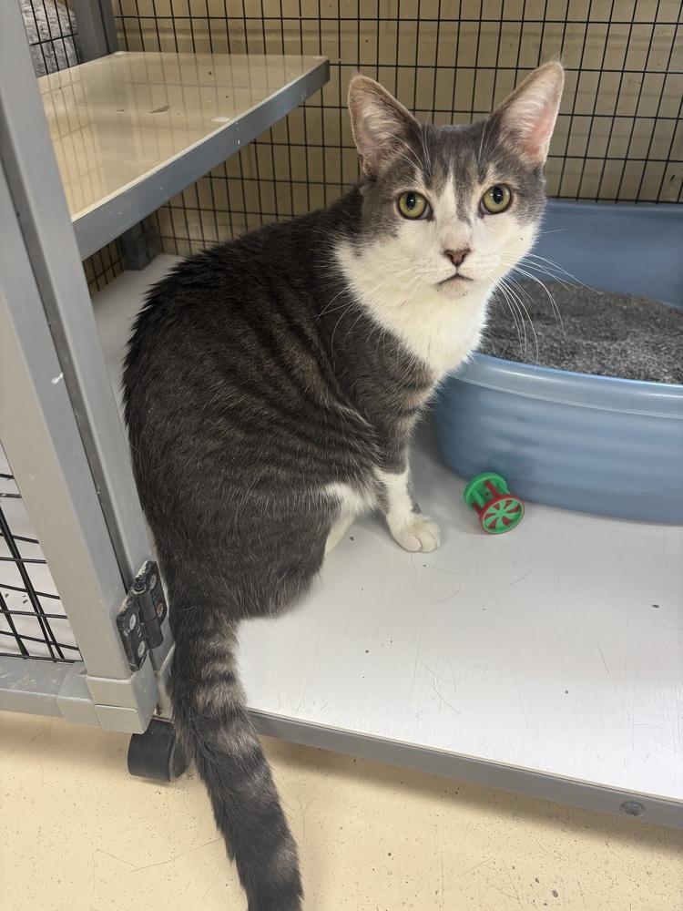 Christopher, a Adoptable Domestic Short Hair in Kalamazoo, MI image 2/3