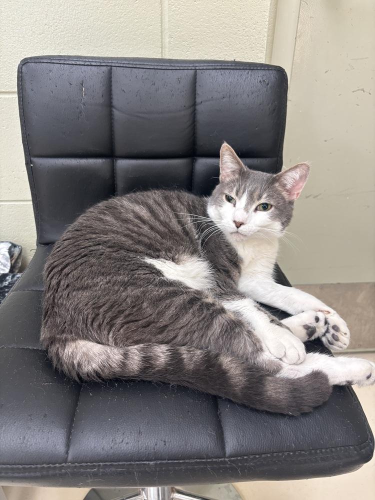 Christopher, a Adoptable Domestic Short Hair in Kalamazoo, MI image 3/3