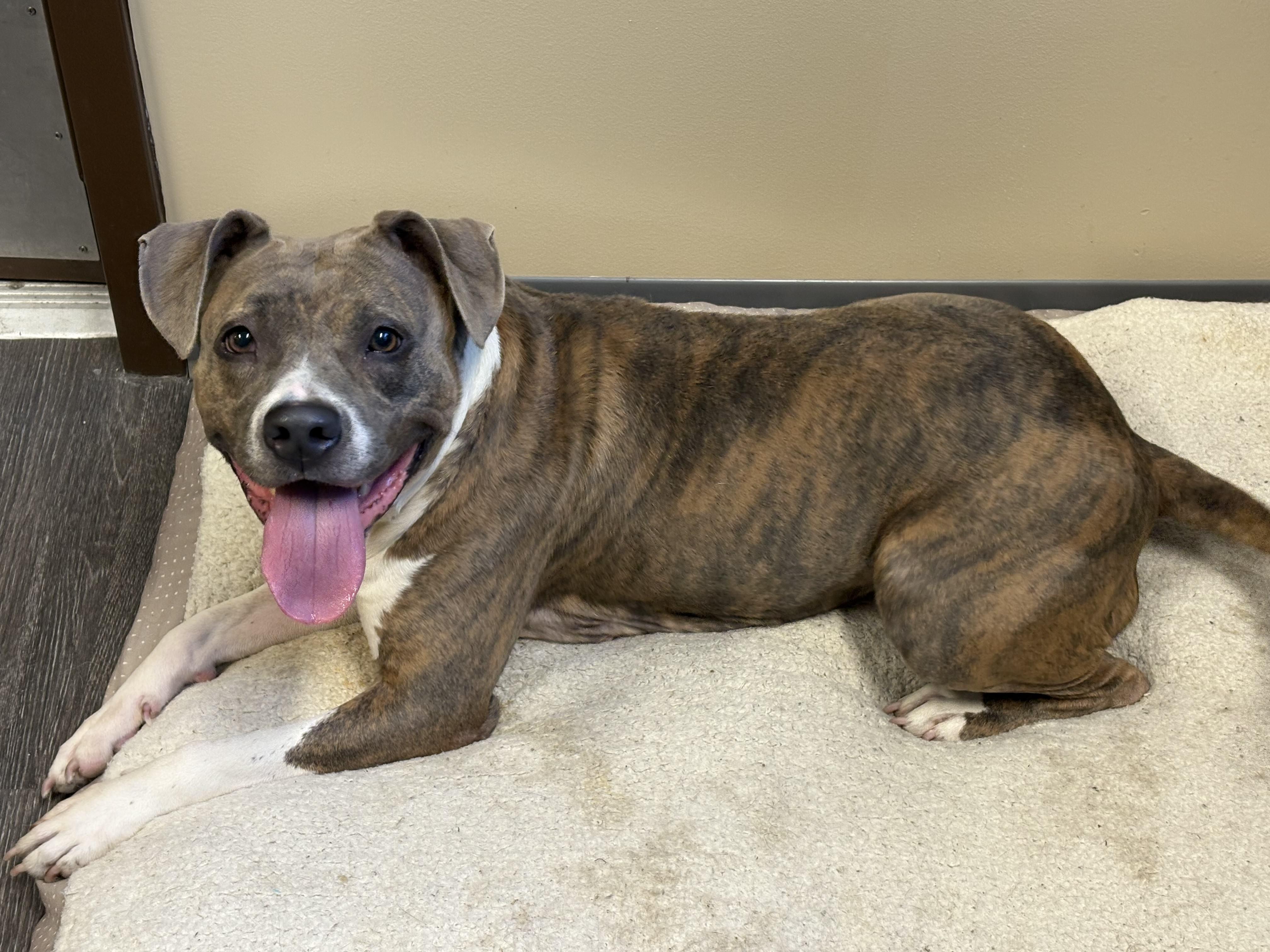 Enlarge Bella, a ADOPTABLE mixed breed in Webster, TX image 2/2