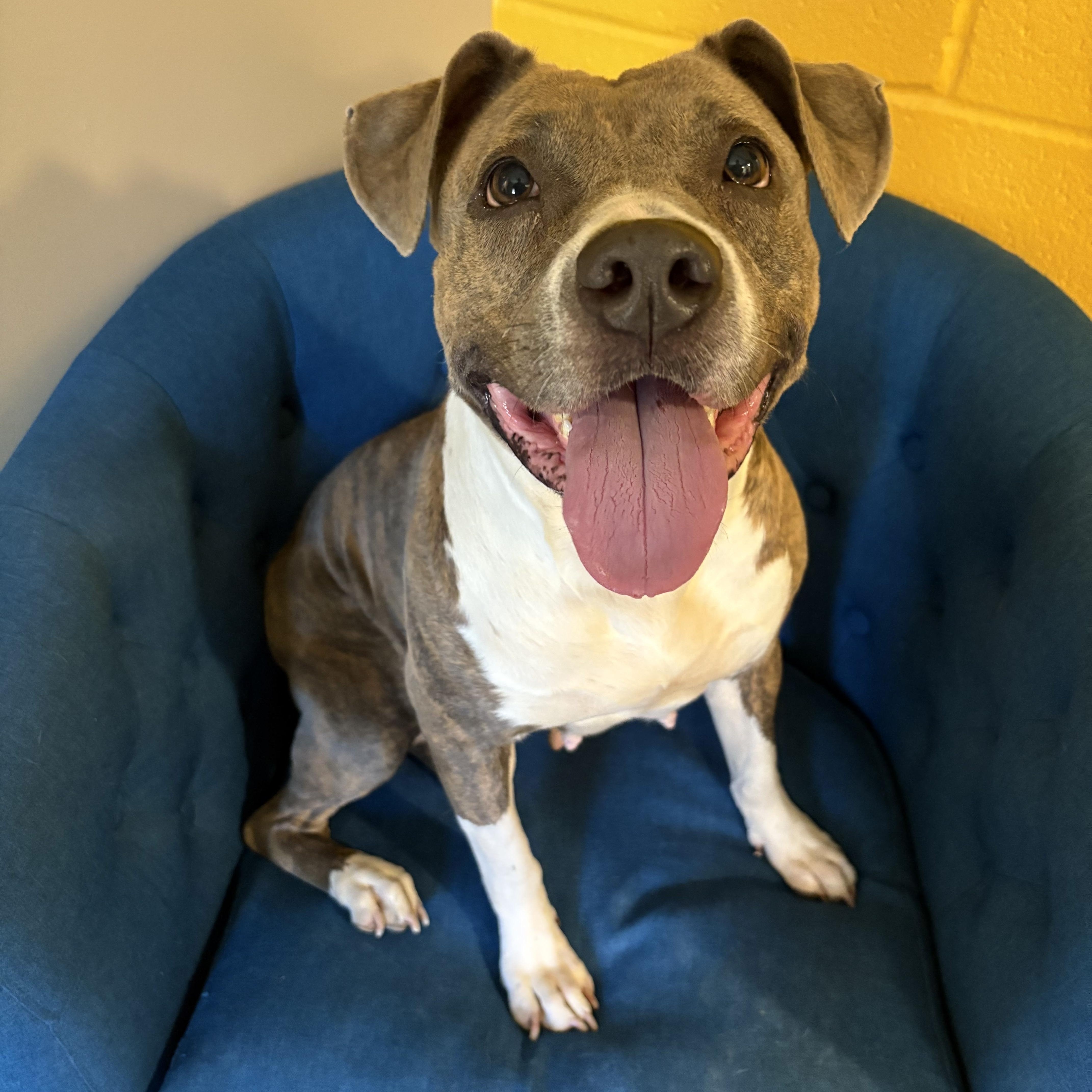 Bella, ADOPTABLE, Adult Female Pit Bull Terrier.