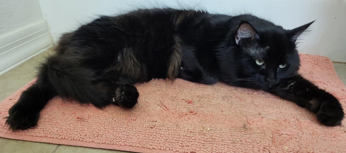 Sheffield Fine, Adoptable, Adult Male Domestic Medium Hair.