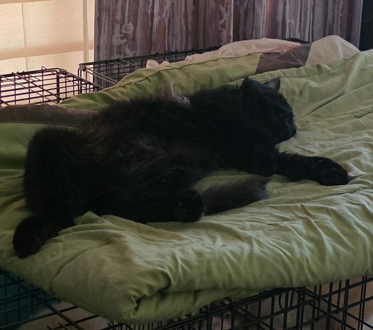 Sheffield Fine, Adoptable, Adult Male Domestic Medium Hair.