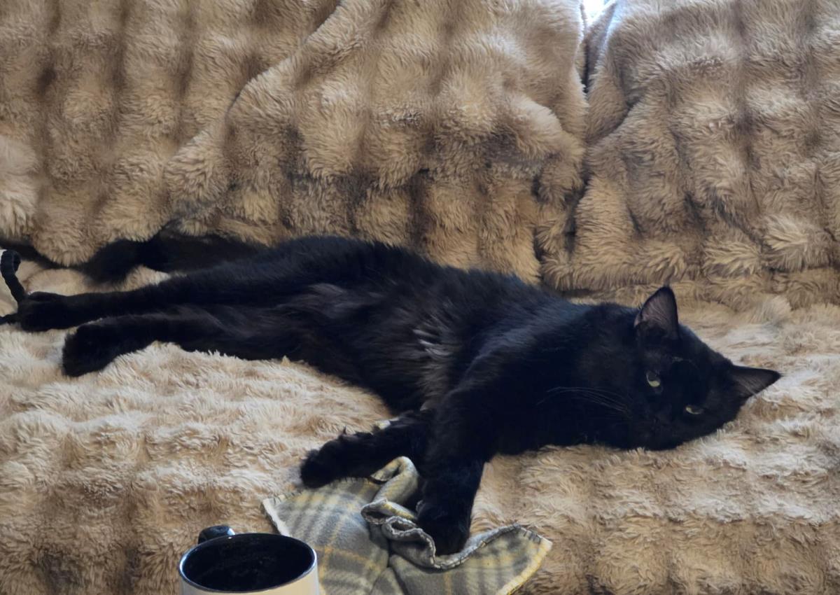 Sheffield Fine, a Adoptable Domestic Medium Hair in Chandler, AZ image 2/3