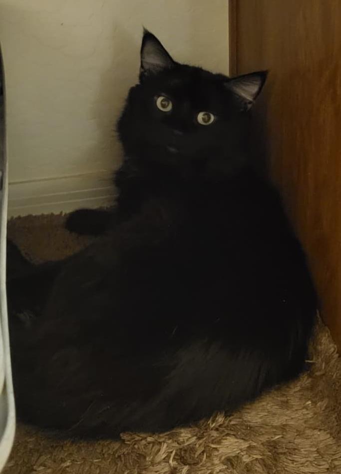 Sheffield Fine, Adoptable, Adult Male Domestic Medium Hair.