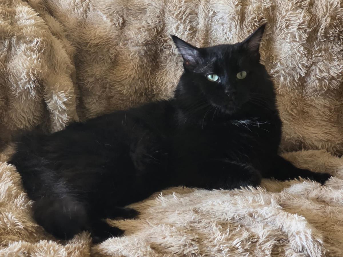 Sheffield Fine, a Adoptable Domestic Medium Hair in Chandler, AZ image 3/3