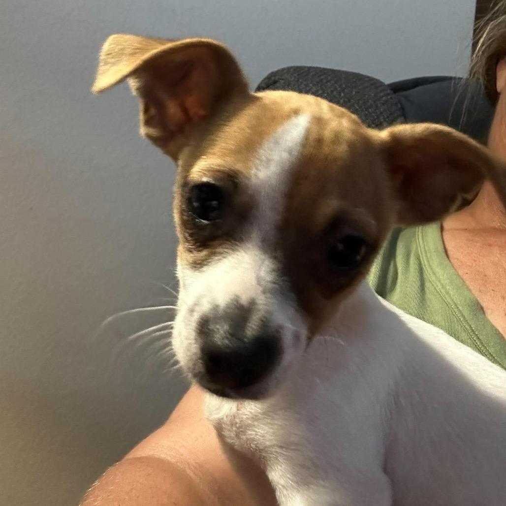 Grapes, Adoptable, Puppy Male Chihuahua.