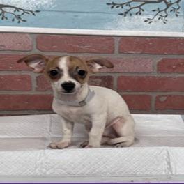 Enlarge Grapes, a Adoptable Chihuahua in Montgomery, TX image 2/4