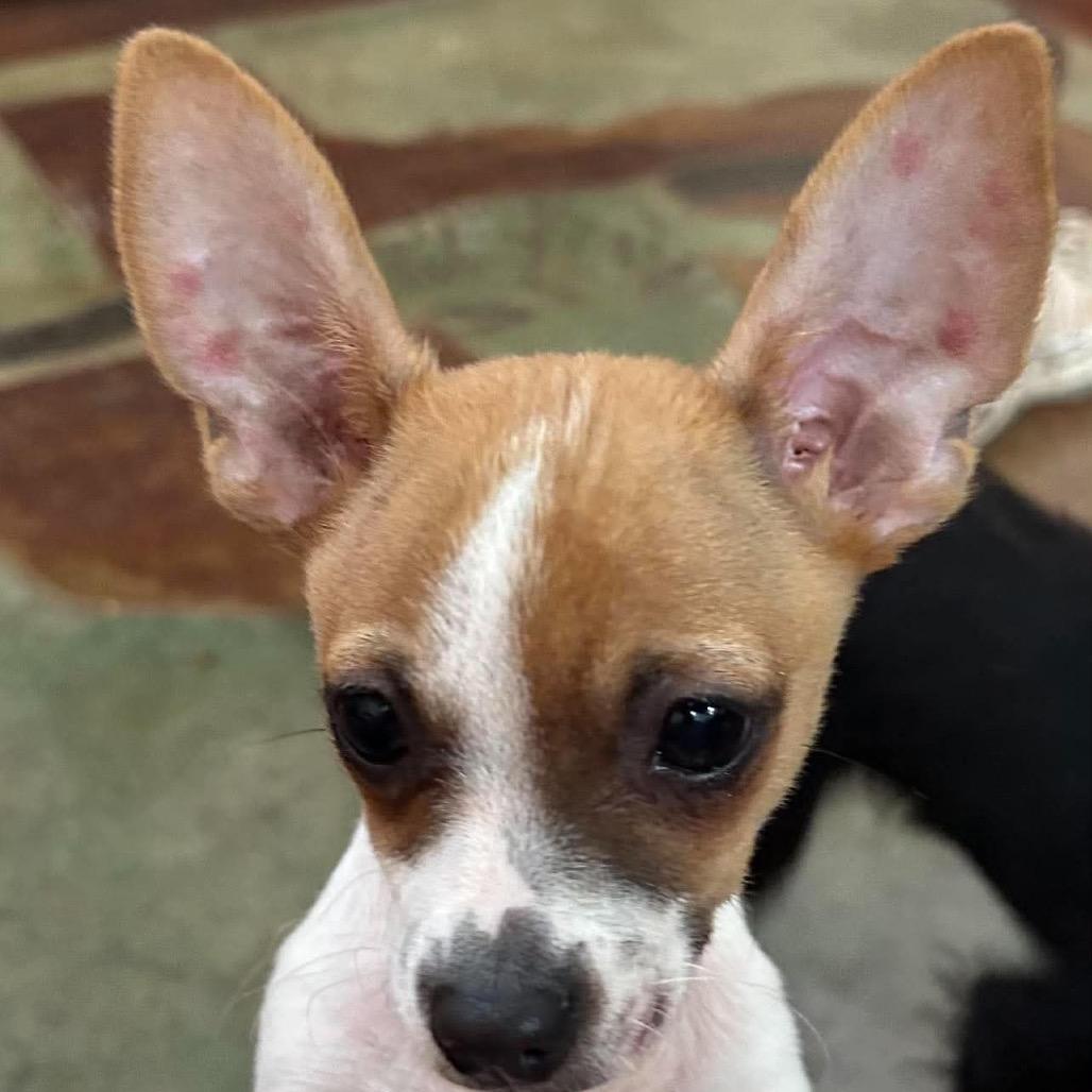 Enlarge Grapes, a Adoptable Chihuahua in Montgomery, TX image 3/4