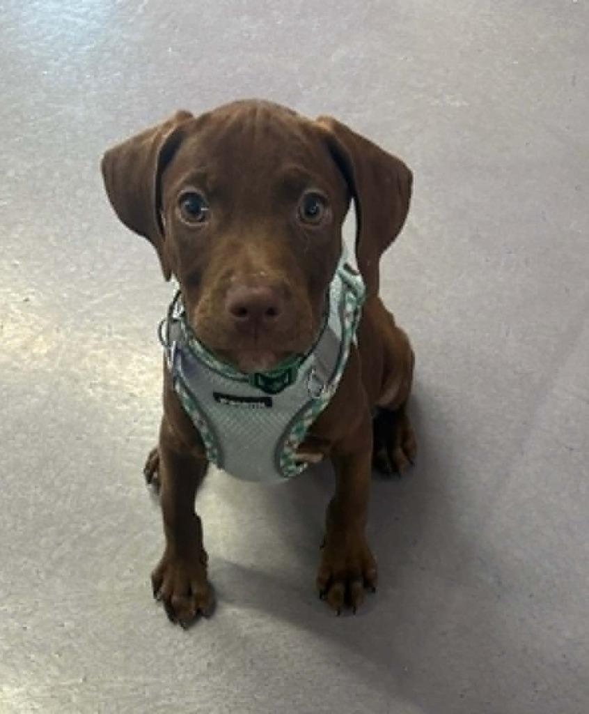 Alfonso (PRE-ADOPTION), Adopted, Puppy Male Labrador Retriever & Mixed Breed.