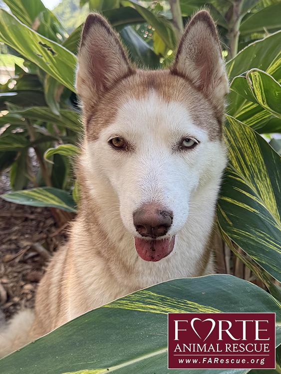 Enlarge Mabel , a ADOPTABLE Siberian Husky in Marina Del Rey, CA image 1/4