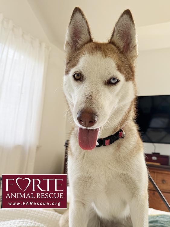 Enlarge Mabel , a ADOPTABLE Siberian Husky in Marina Del Rey, CA image 2/4