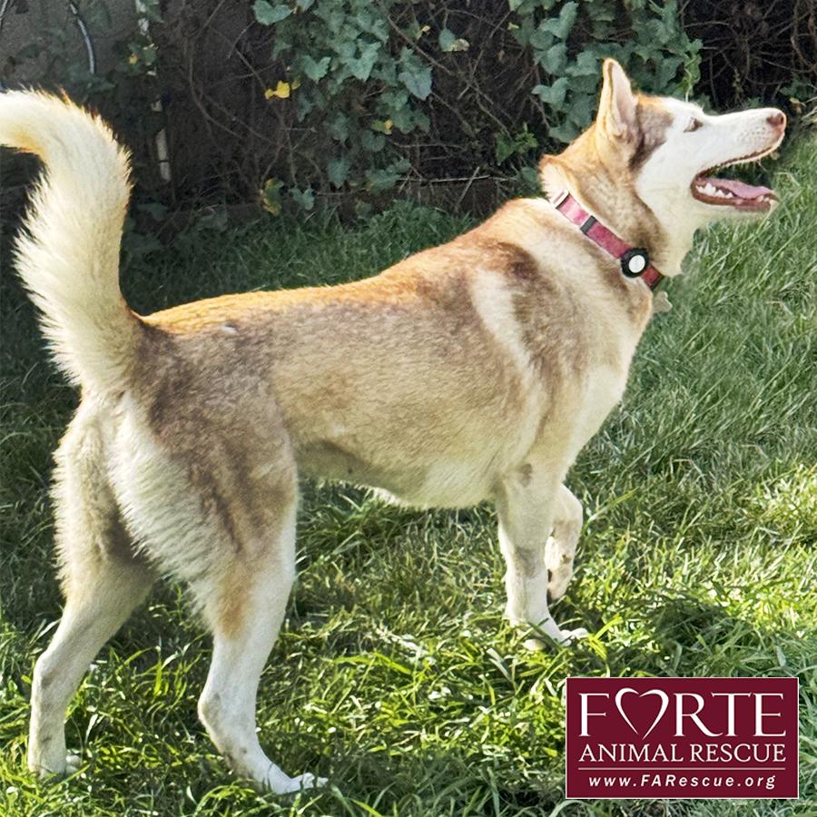 Enlarge Mabel , a ADOPTABLE Siberian Husky in Marina Del Rey, CA image 3/4