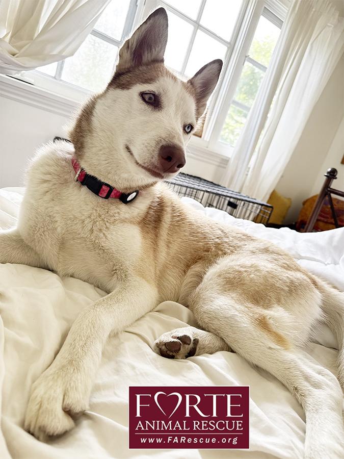 Enlarge Mabel , a ADOPTABLE Siberian Husky in Marina Del Rey, CA image 4/4